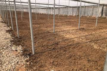 Cultivo abonado con estiércol/TA.