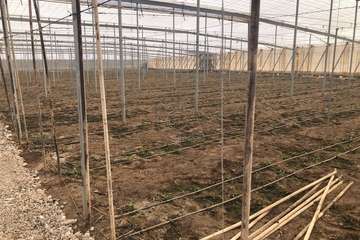 Cultivo abonado con estiércol/TA.