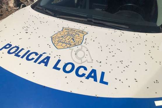 Moscas posadas sobre el capó del vehículo policial que acudió este lunes a inspeccionar las explotaciones agrícolas de Melenara/TA.