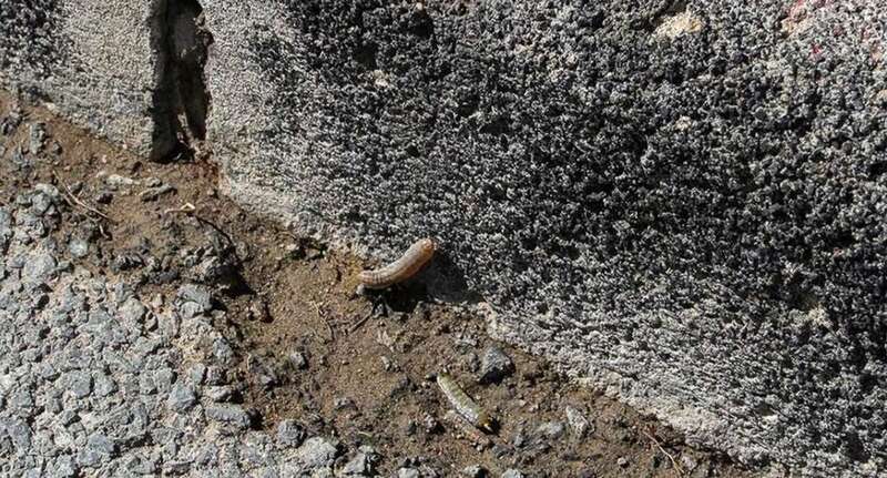 Orugas de tomates/TA.