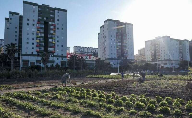 Los vecinos aprenden a sembrar diferentes alimentos y crean un magnífico ambiente en estos huertos / C7
