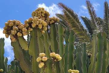 Ojos de Garza (Telde) despide sus fiestas religiosas en honor de Santa Rita/TA y Jesús Ruiz Mesa.