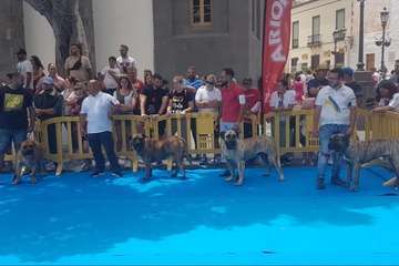 Los presas canarios toman la plaza de San Juan (Telde)/TA.