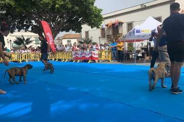 Los presas canarios toman la plaza de San Juan (Telde)/TA.