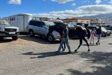  Telde disfruta con los pura sangre/TA.