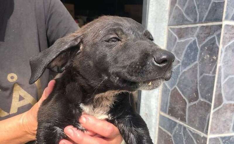 La persona que lo encontró busca que adopten al cachorro o que lo acojan temporalmente/C7.
