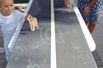  Lomo Magullo juega a las carreras de burros/TA.