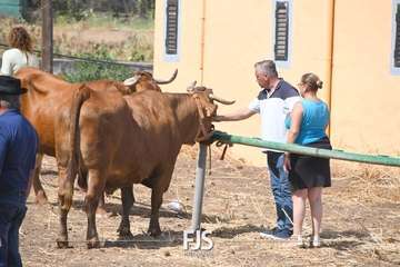 Foto FJS Fotografía