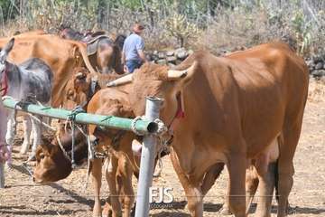 Foto FJS Fotografía
