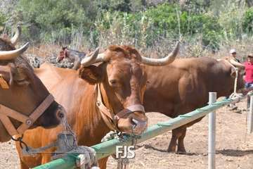 Foto FJS Fotografía
