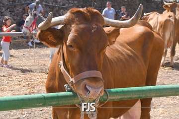 Foto FJS Fotografía