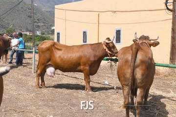 Foto FJS Fotografía