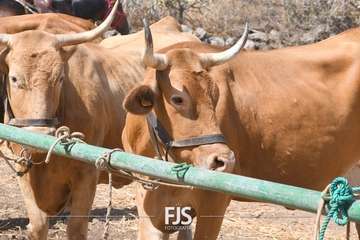 Foto FJS Fotografía