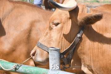 Foto FJS Fotografía