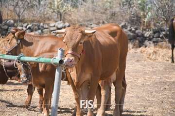 Foto FJS Fotografía