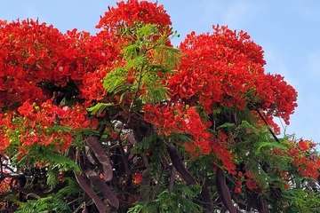  Telde: bajo la sombra del flamboyán/Jesús Ruiz Mesa.
