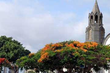  Telde: bajo la sombra del flamboyán/Jesús Ruiz Mesa.