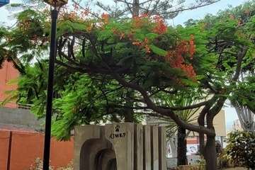  Telde: bajo la sombra del flamboyán/Jesús Ruiz Mesa.