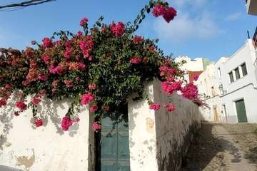  Telde: bajo la sombra del flamboyán/Jesús Ruiz Mesa.