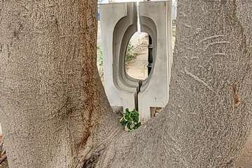  Telde: bajo la sombra del flamboyán/Jesús Ruiz Mesa.