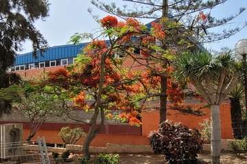  Telde: bajo la sombra del flamboyán/Jesús Ruiz Mesa.