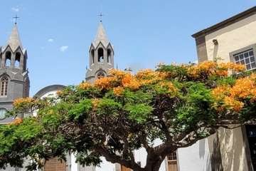  Telde: bajo la sombra del flamboyán/Jesús Ruiz Mesa.