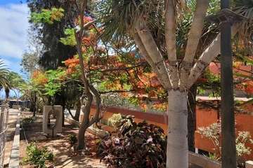  Telde: bajo la sombra del flamboyán/Jesús Ruiz Mesa.