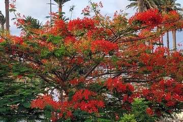  Telde: bajo la sombra del flamboyán/Jesús Ruiz Mesa.