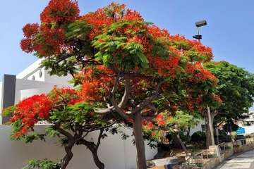  Telde: bajo la sombra del flamboyán/Jesús Ruiz Mesa.