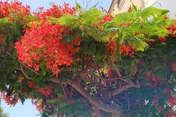 Telde: bajo la sombra del flamboyán/Jesús Ruiz Mesa.