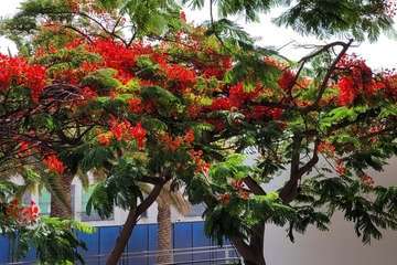  Telde: bajo la sombra del flamboyán/Jesús Ruiz Mesa.