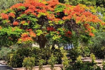  Telde: bajo la sombra del flamboyán/Jesús Ruiz Mesa.