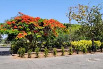  Telde: bajo la sombra del flamboyán/Jesús Ruiz Mesa.