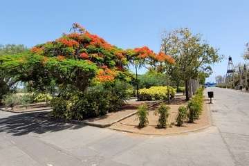  Telde: bajo la sombra del flamboyán/Jesús Ruiz Mesa.