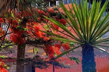  Telde: bajo la sombra del flamboyán/Jesús Ruiz Mesa.