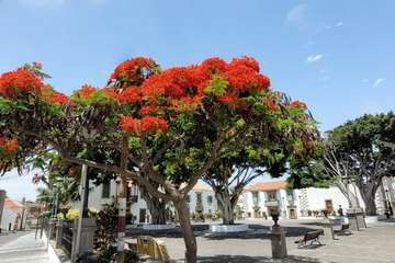  Telde: bajo la sombra del flamboyán/Jesús Ruiz Mesa.