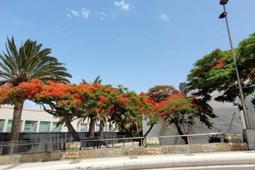  Telde: bajo la sombra del flamboyán/Jesús Ruiz Mesa.