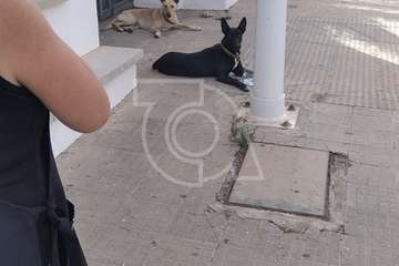 Jinámar, preocupada por dos perros 