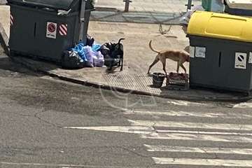 Jinámar, preocupada por dos perros 