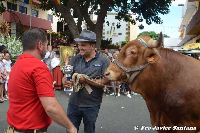 Desfile de ganado en las fiestas del Valle de los Nueve Alto, en una imagen de archivo/Francisco Javier Santana.