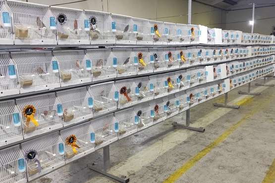 Telde acoge una exposición de 1.600 pájaros/TA.