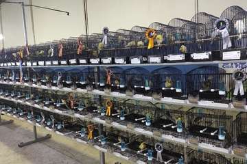 Telde acoge una exposición de 1.600 pájaros/TA.