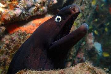 Los teldenses Ernesto Collado y su hija Lara logran cinco medallas en el primer concurso de fotografía submarina inclusiva de Europa/TA.
