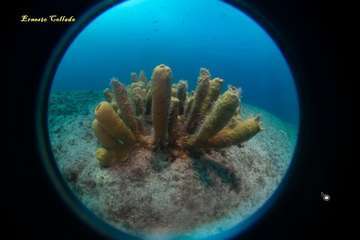 Los teldenses Ernesto Collado y su hija Lara logran cinco medallas en el primer concurso de fotografía submarina inclusiva de Europa/TA.