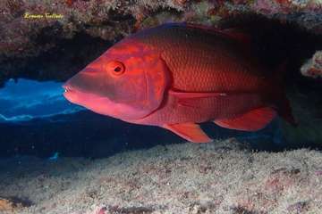 Los teldenses Ernesto Collado y su hija Lara logran cinco medallas en el primer concurso de fotografía submarina inclusiva de Europa/TA.