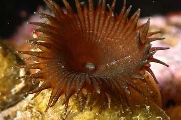 Los teldenses Ernesto Collado y su hija Lara logran cinco medallas en el primer concurso de fotografía submarina inclusiva de Europa/TA.