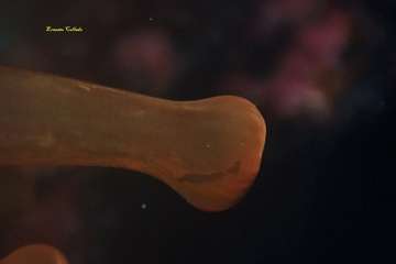 Los teldenses Ernesto Collado y su hija Lara logran cinco medallas en el primer concurso de fotografía submarina inclusiva de Europa/TA.