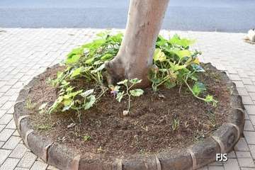 Telde presenta la campaña por el 25N/FJS Fotografía.