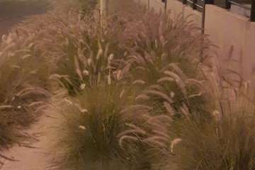 Eucaliptos II se queja de su estado de 