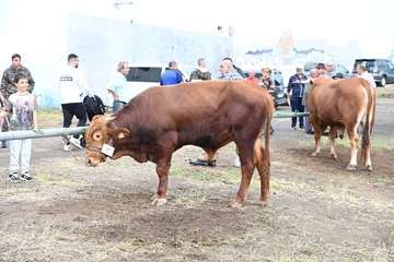 La feria de ganado y la venta de productos típicos animan el día principal de las fiestas de Jinámar/Antonio Alí.